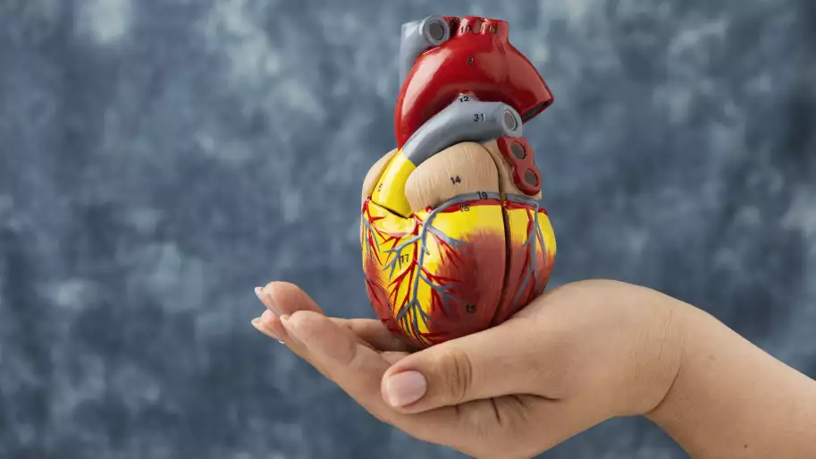person-holding-anatomic-heart-model-educational-purpose 1