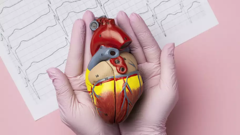 person-holding-anatomic-heart-model-educational-purpose